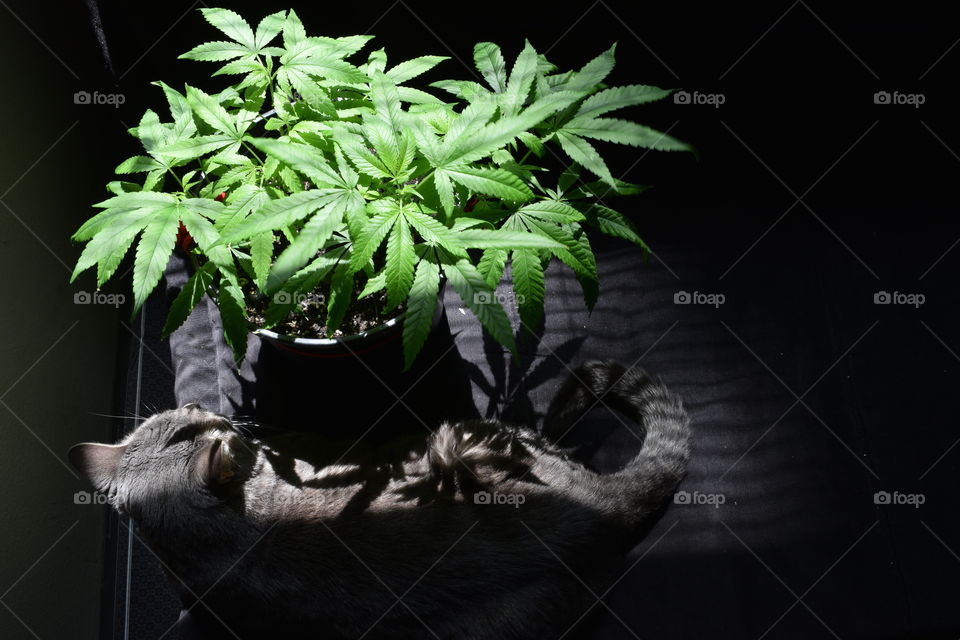 cannabis cat