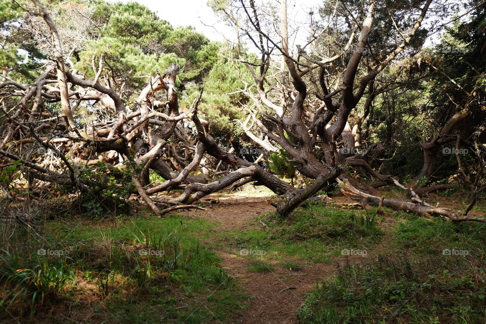 Fallen trees