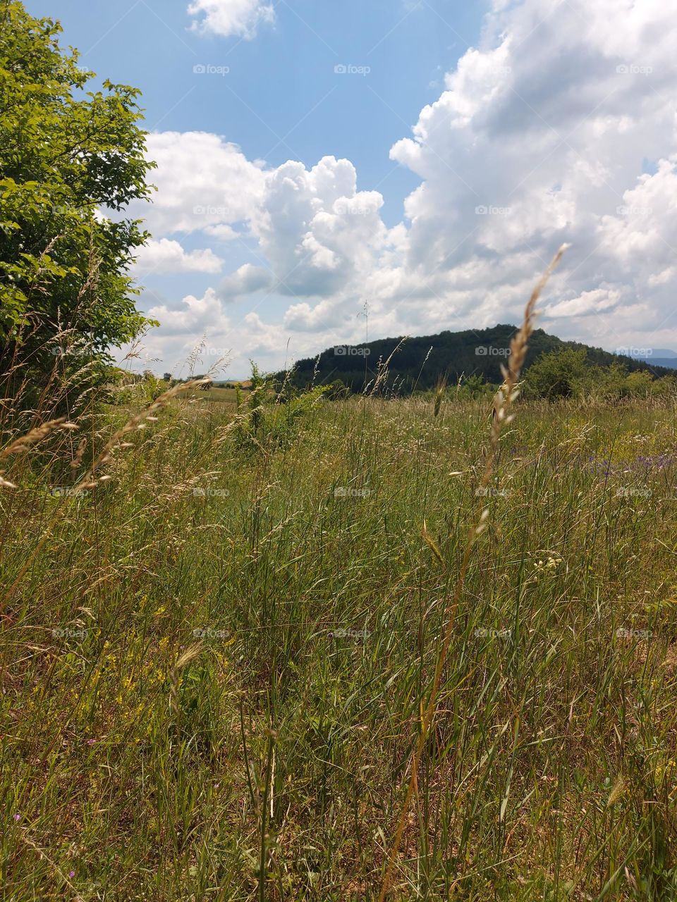 enjoying long walks on the hills of Mount Virgo