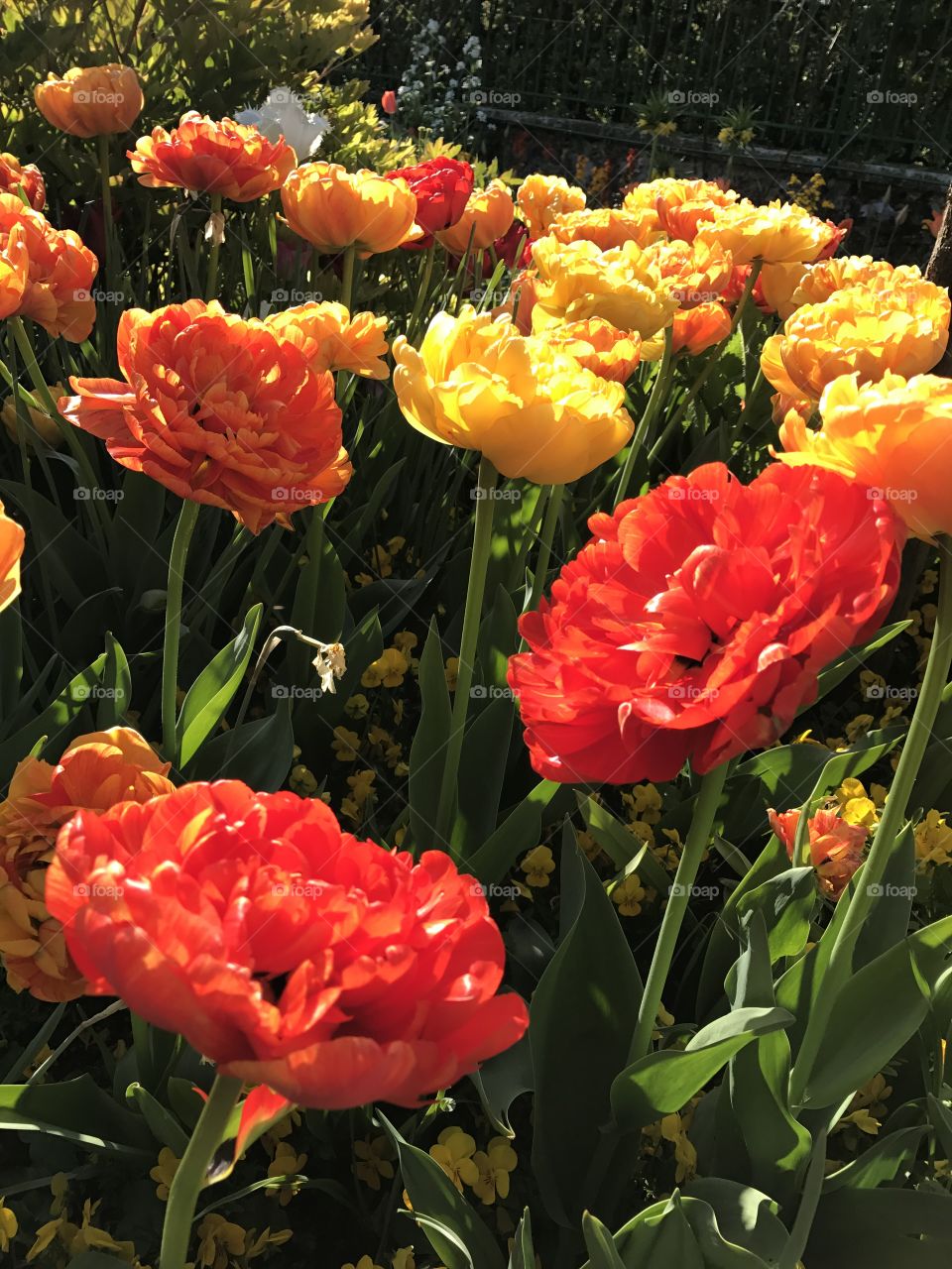  Bright orange and yellow flower 