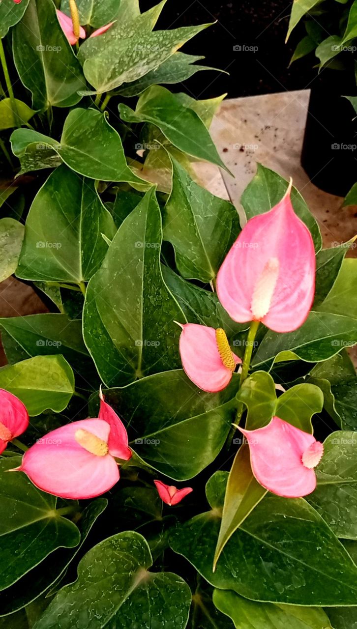 leaf flower means it's a colour ful leaf looks like a flower nice pink colour of leaf