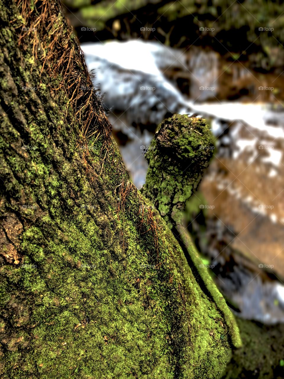 Fairy Moss By The Stream