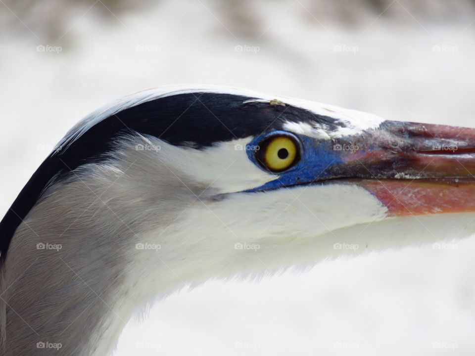 Heron at the Beach