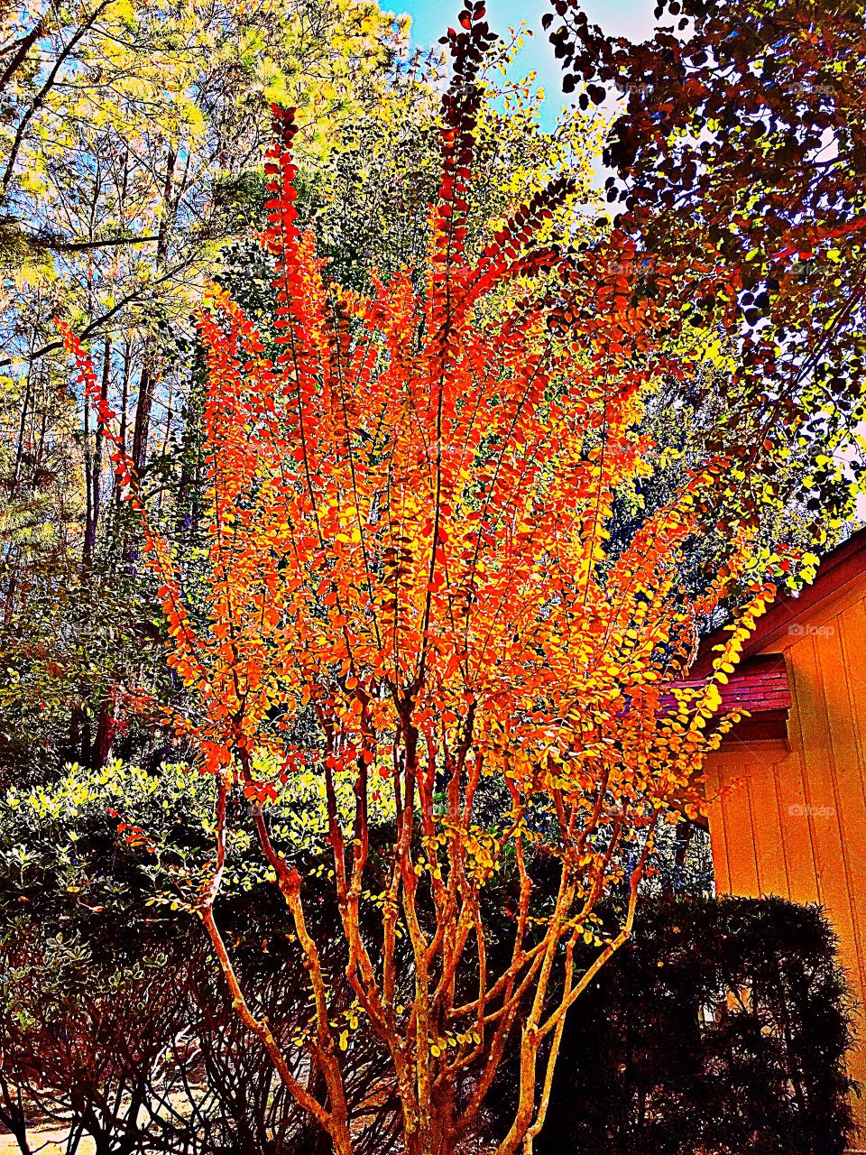 Orange leaves 