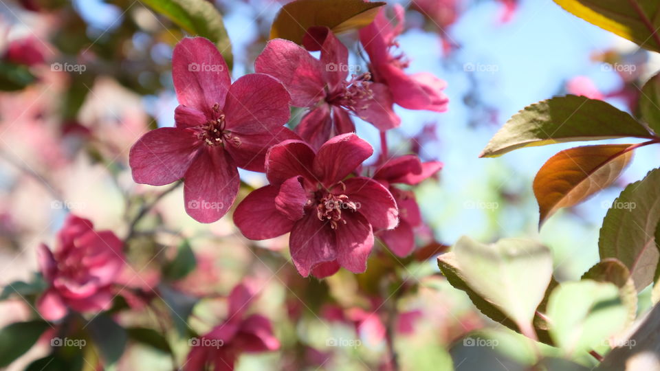 crabapple blooms