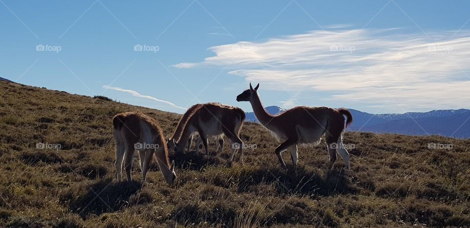 Patagonia Argentina