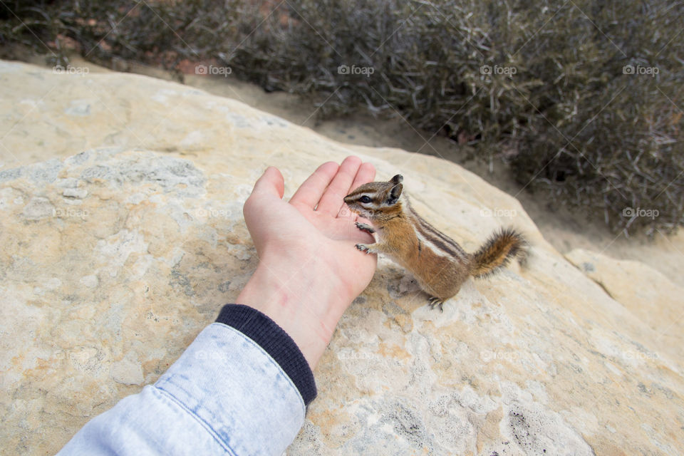 Person hand with squirrel on rock