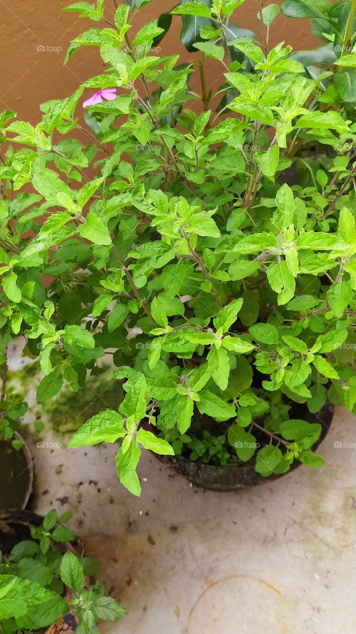 Tulsi plant showing full glory in monsoon