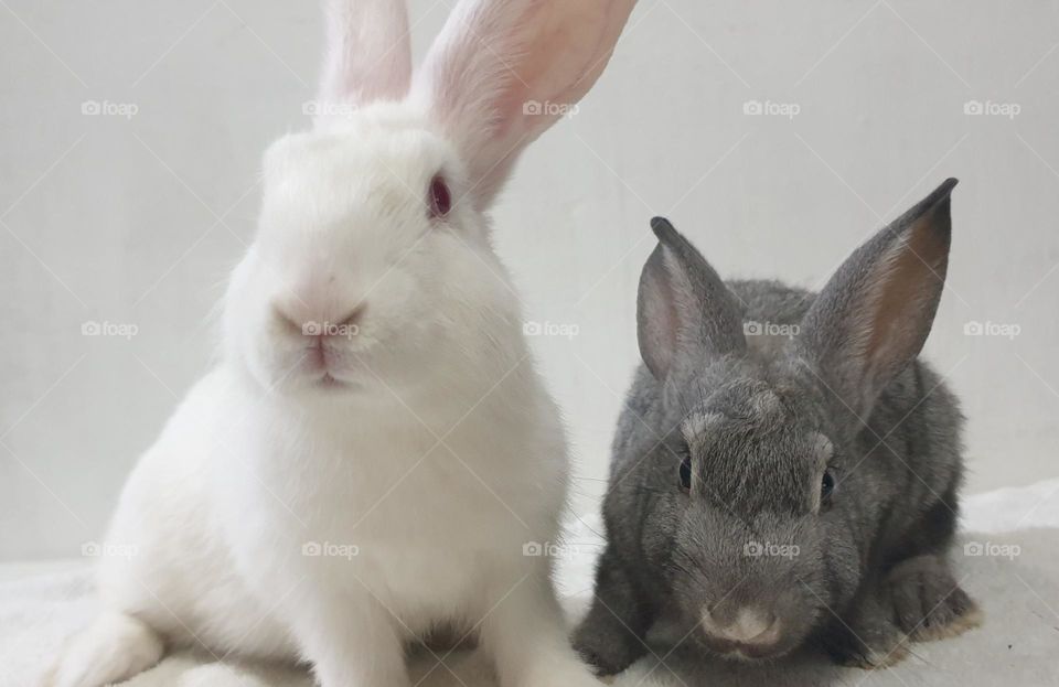 Beautiful rabbits, nose comica red eyes, gray and white snow, delicate, curious, big and long, very curious and funny ears