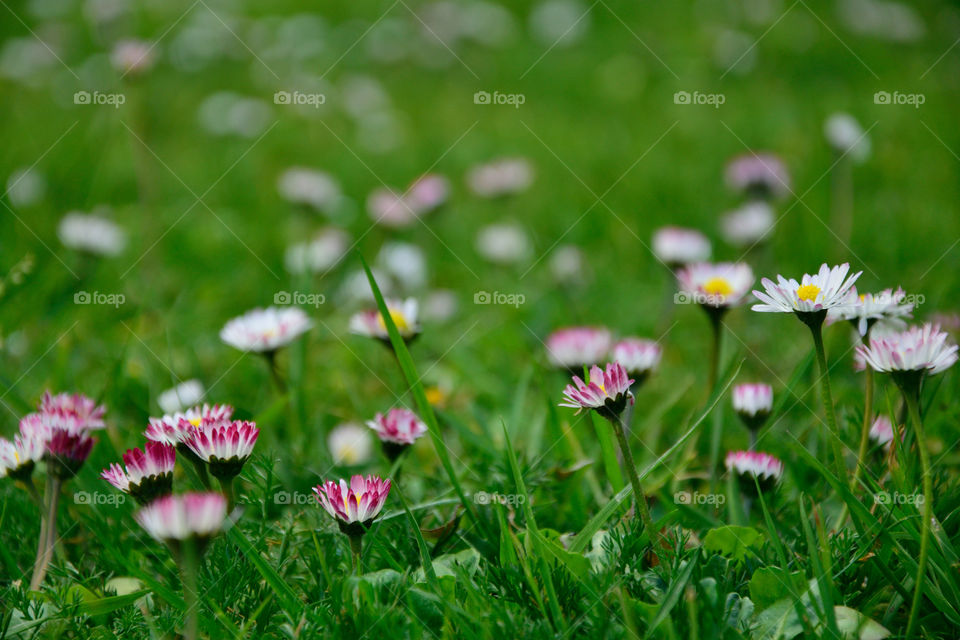 High angle view of flowers in field