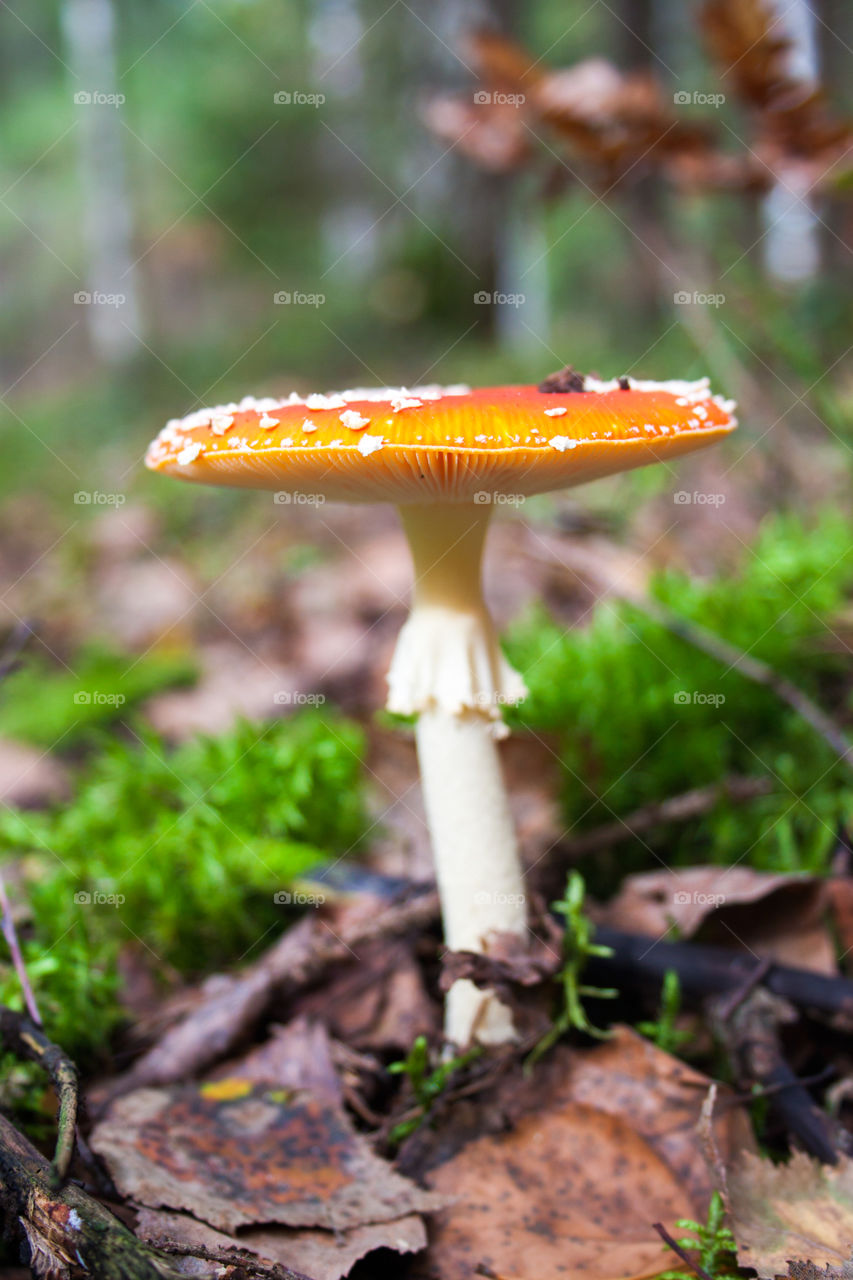 Яркие краски леса