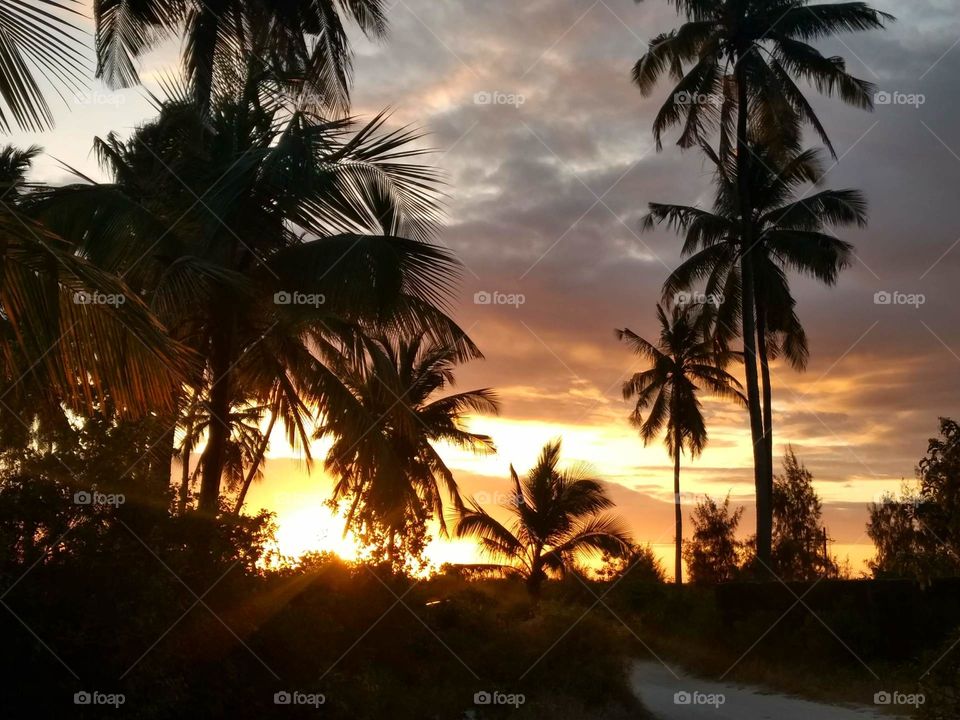 Sunset burst among palm trees