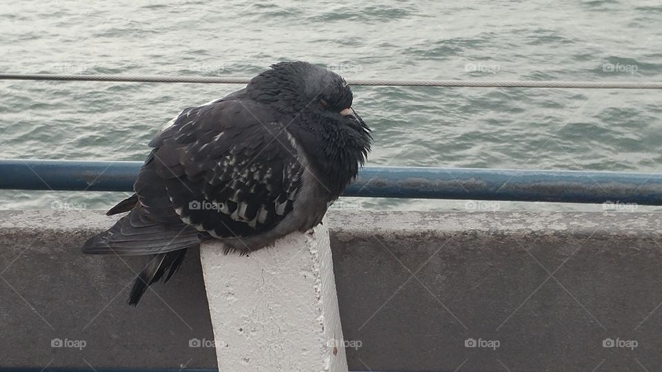 Pigeon at Santa Monica Pier