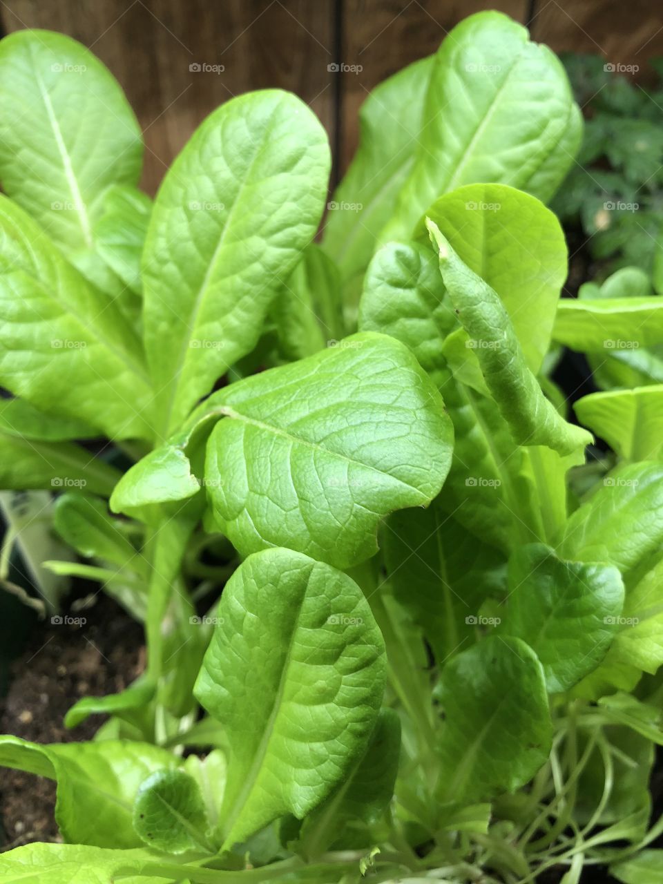 Growing fresh greens