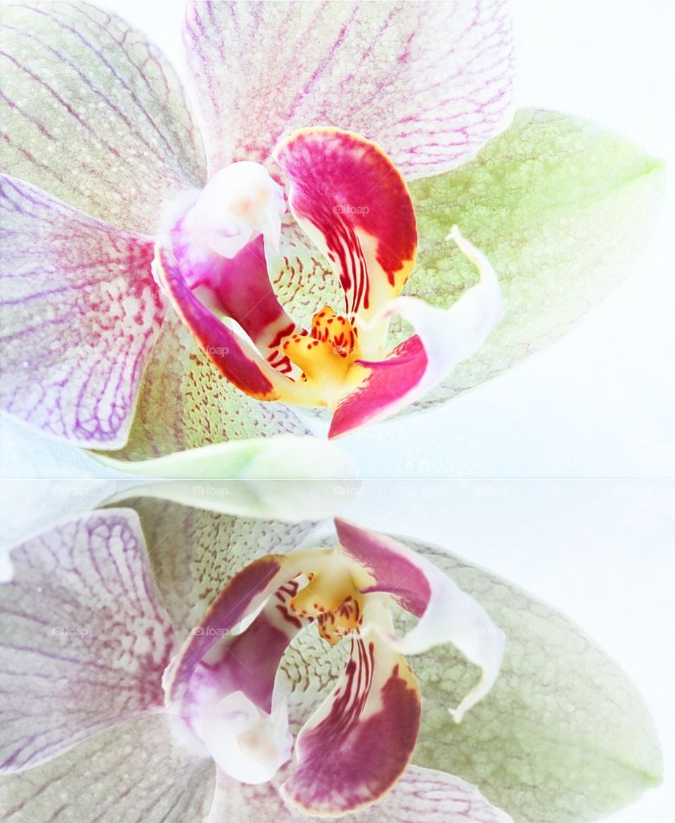 Orchid