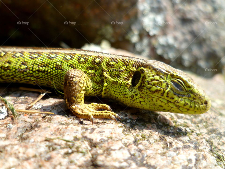 Green sand lizard has sunbathing