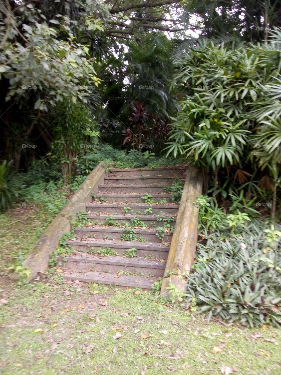 An Old Stairs TO Go Inside The Jungle.