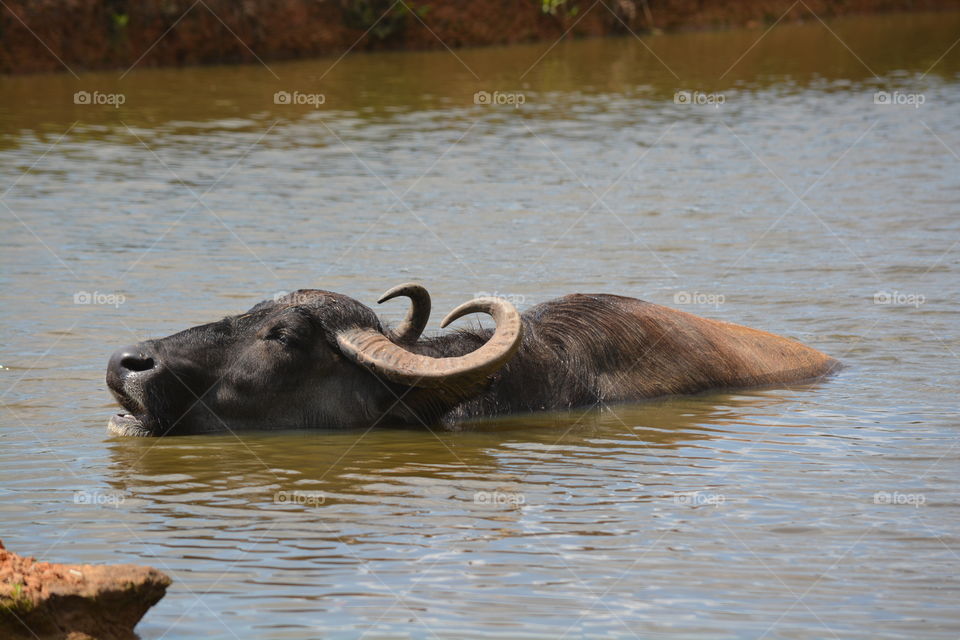 Water buffalo in a pond