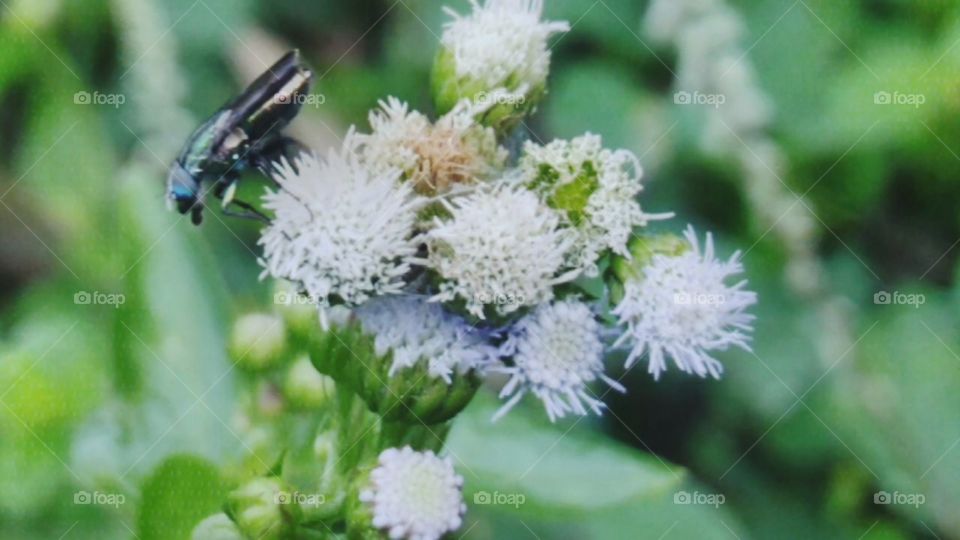 Babadotan flowers and insects