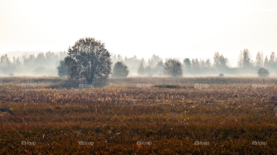 abstract autumn rural landscape in the foggy morning