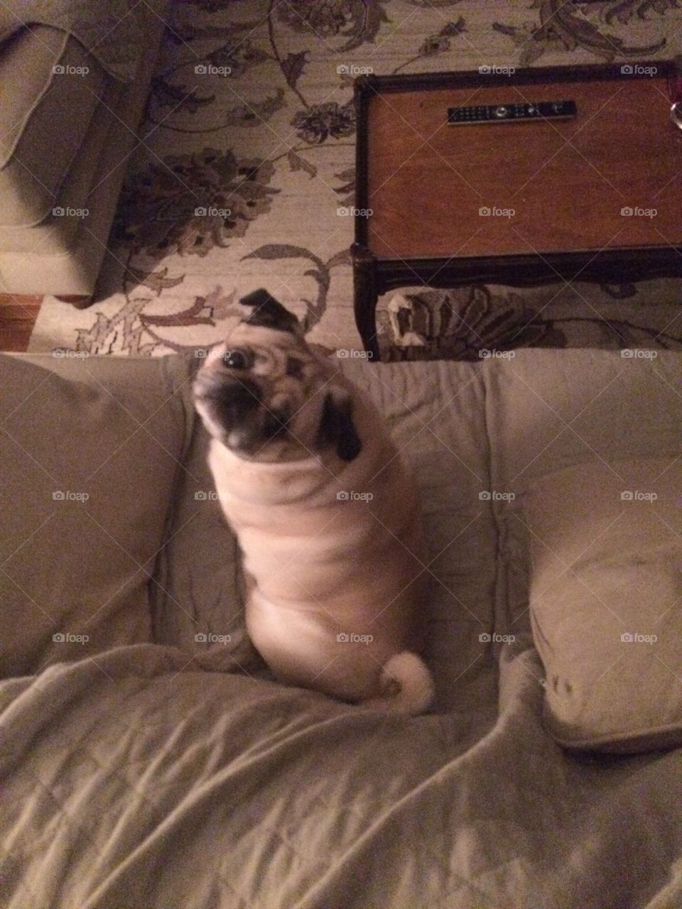 Cute adorable pug dog! 