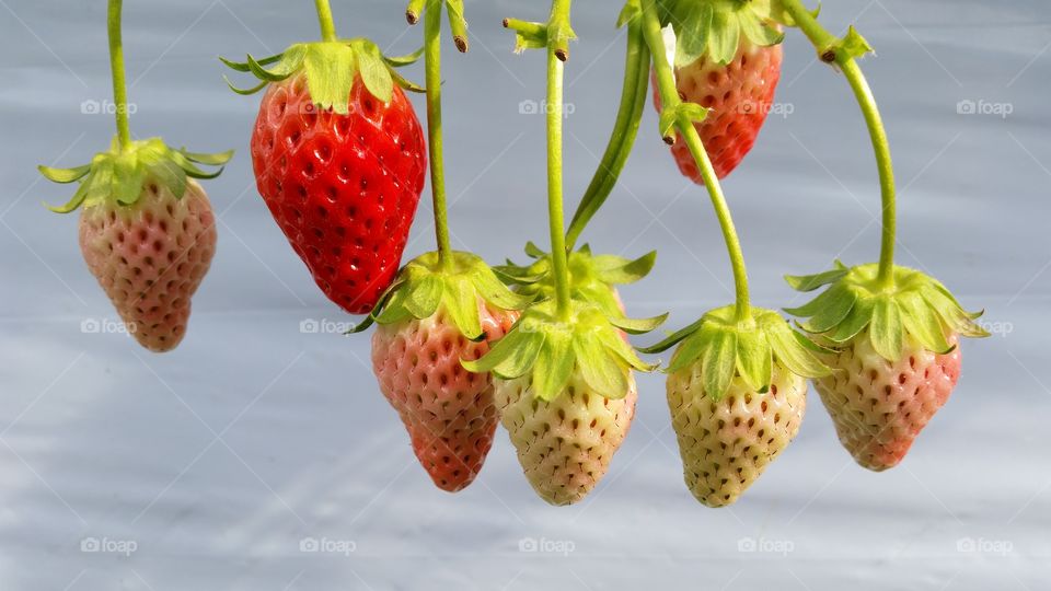 Fragaria ananassa