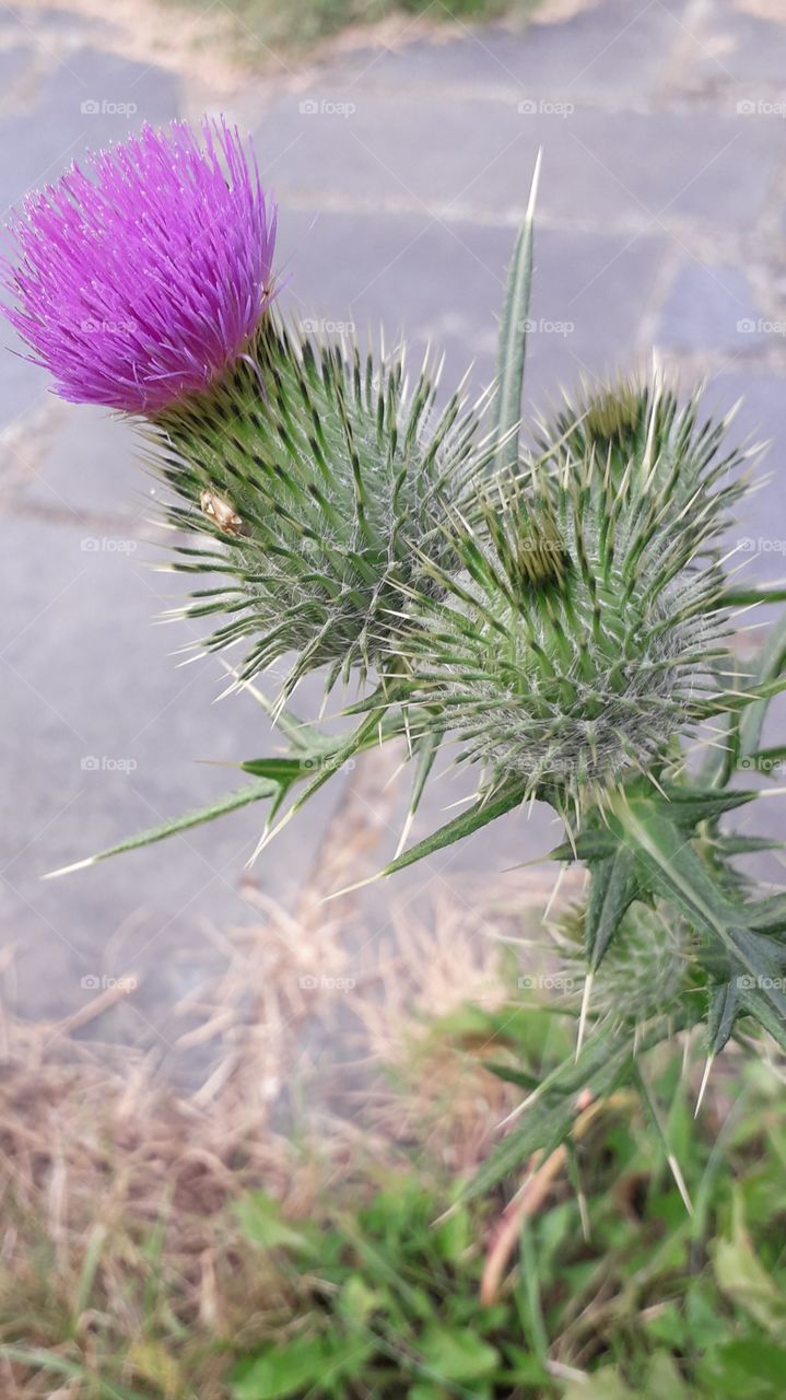 thistle