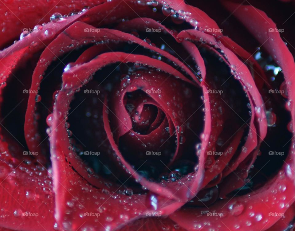 Macro Red Rose