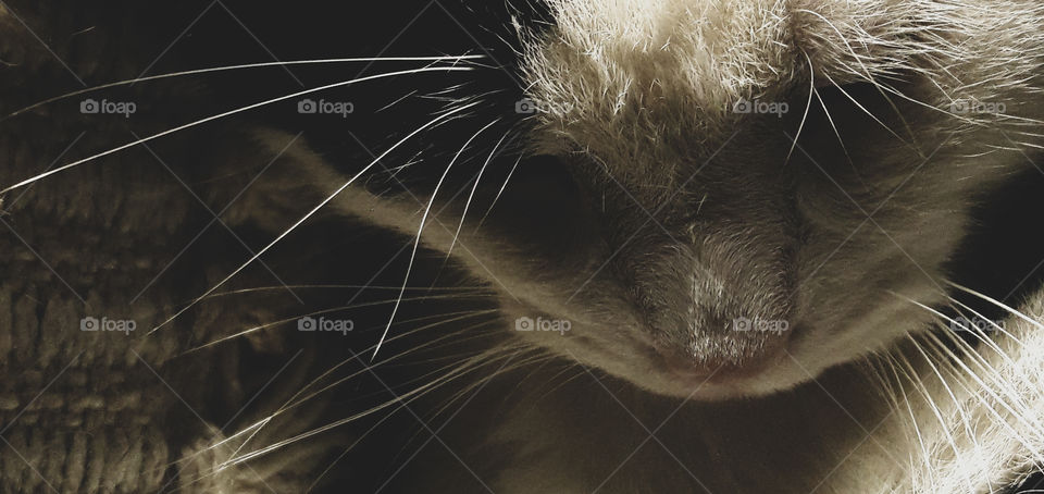 A different perspective of a cats whiskers.