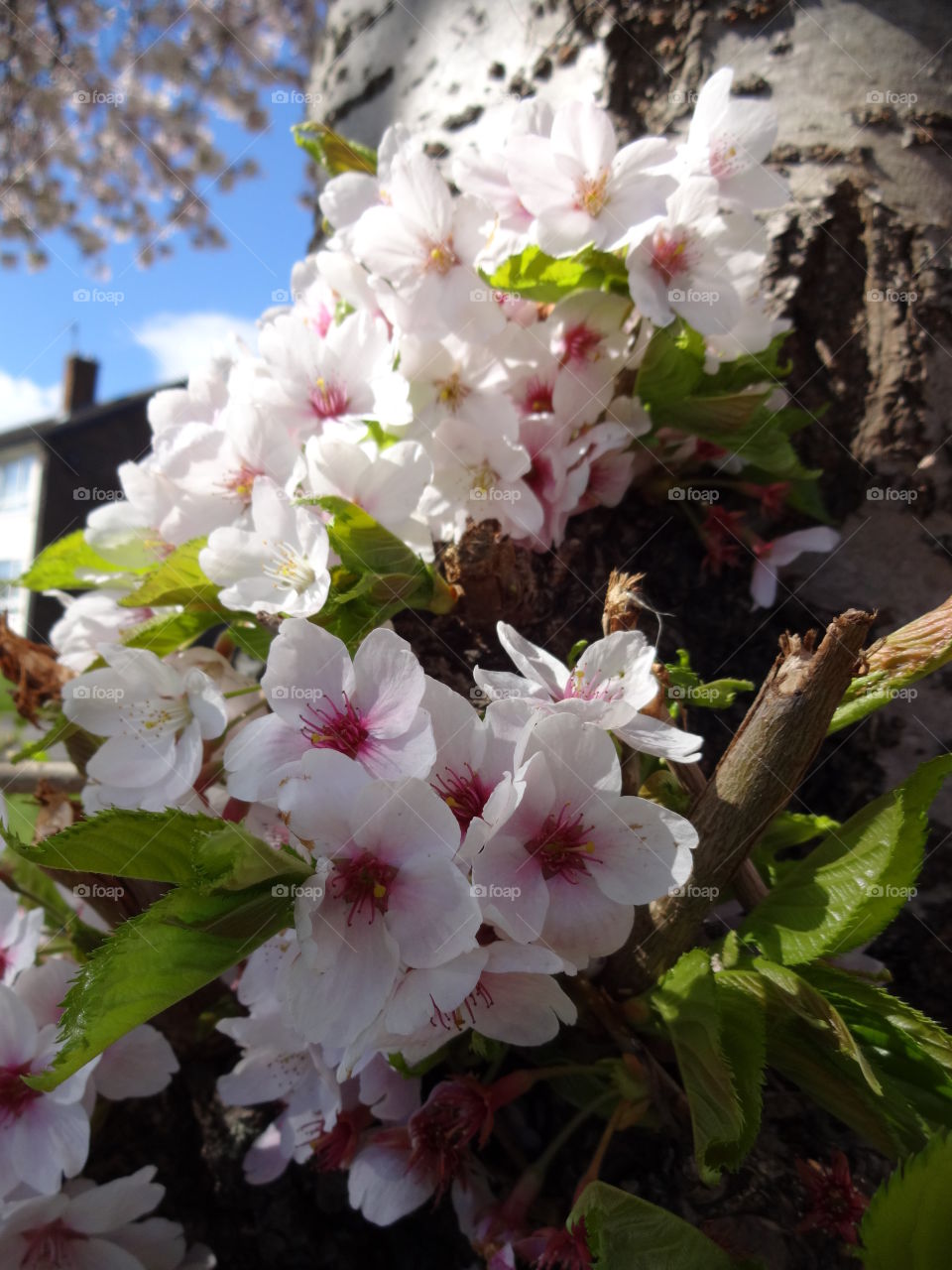 Close-up of cherry flowers