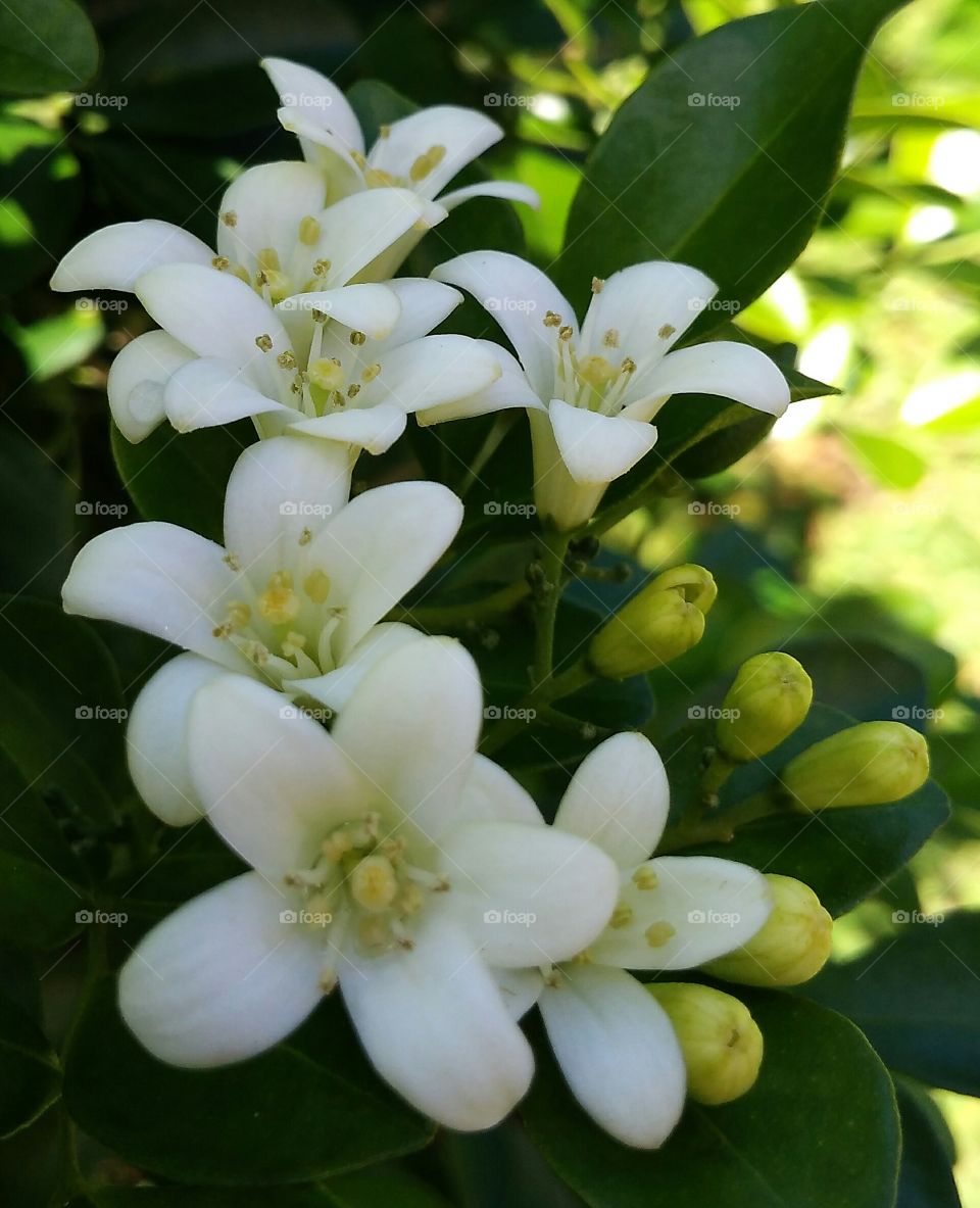 Beautiful White flowers ,Blooms amongst the dense green leaves by Geyol Sisalak