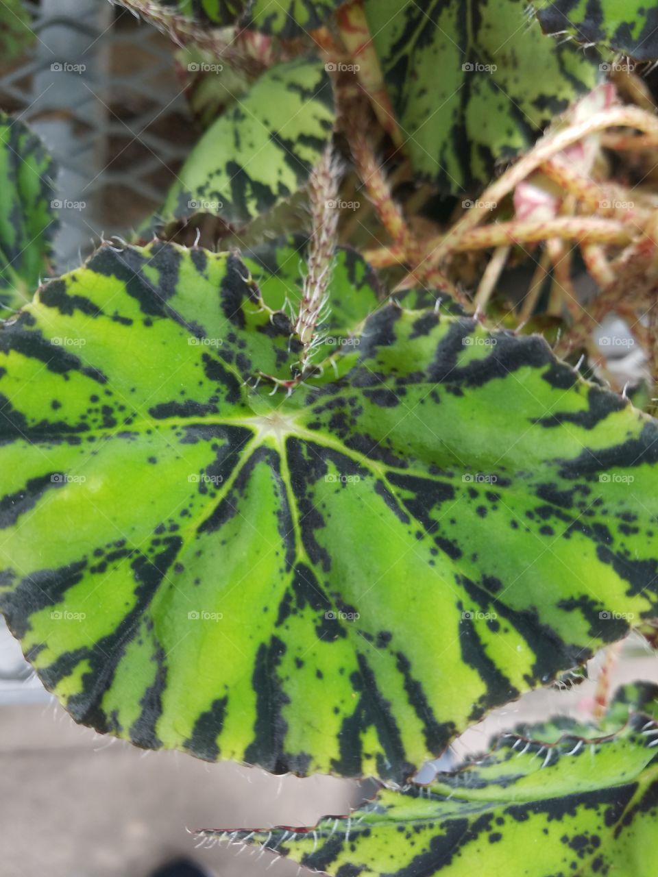 Planting Fields Arboretum State Park, Oyster Bay, NY - August 2017 - Taken on Android Phone - Galaxy S7 - Exploring the Grounds on a Lazy Sunday near the end of Summer