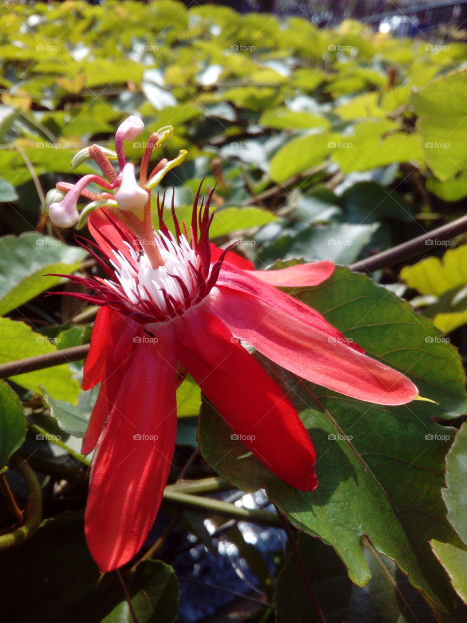 Red Passion Flower