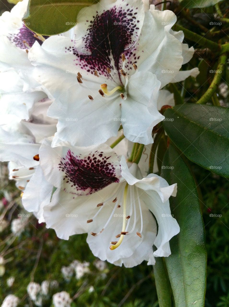 White rhododendrons 