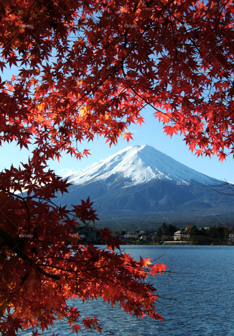 Mount Fuji in autumn