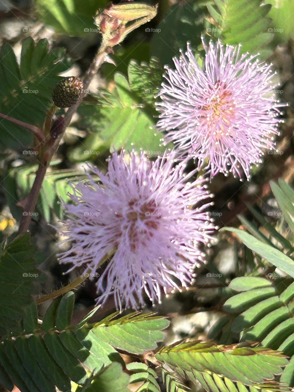 Shame plant also call sensitive plant,sleepy plant or touch me not