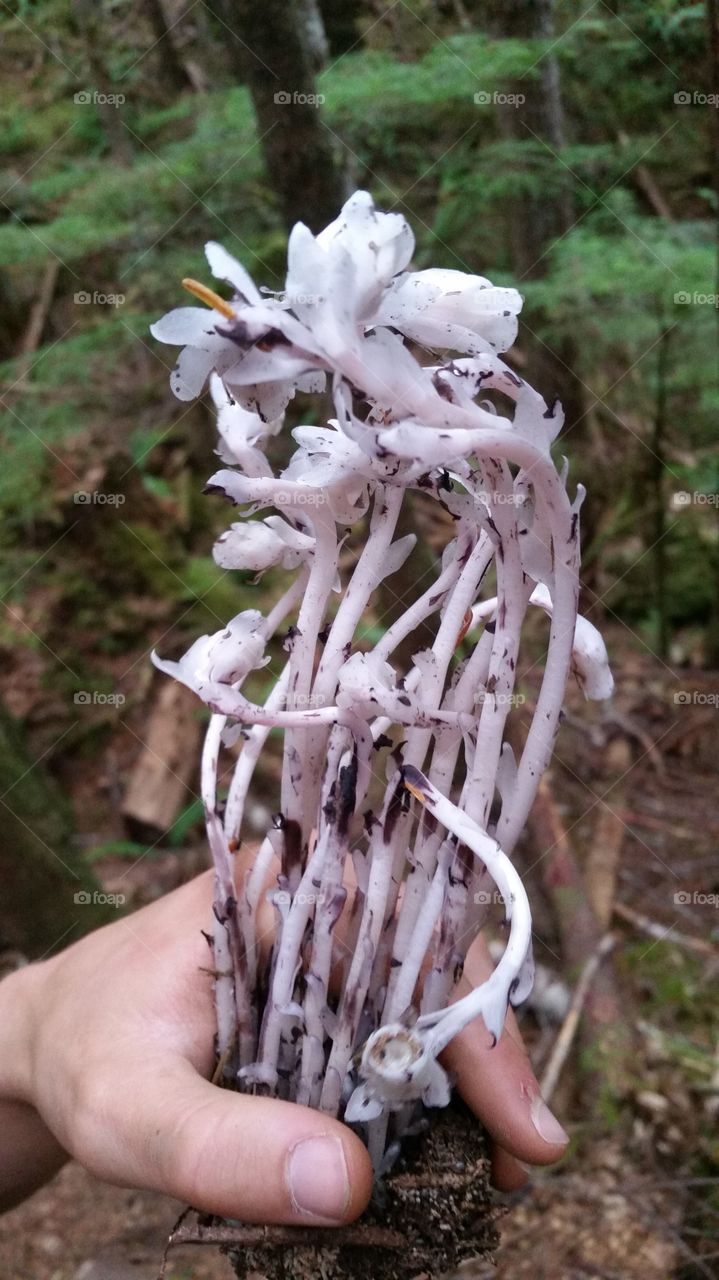 strange fungus growing by some caves on Vancouver Island