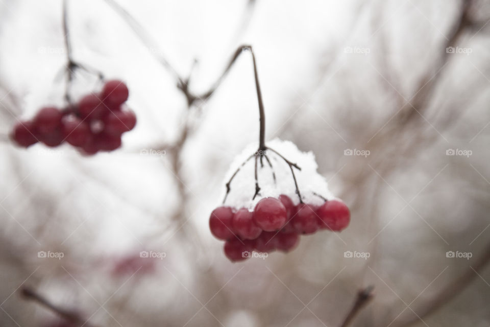 Berry, Fruit, Winter, No Person, Nature