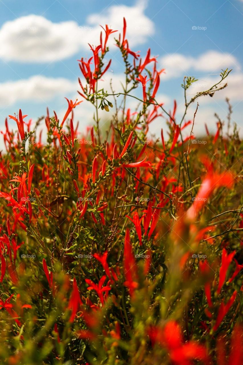 Red oasis