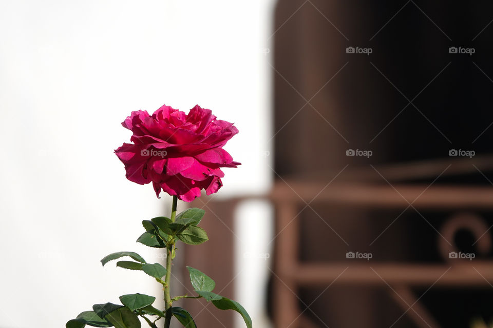 Photo of red rose on blured background.