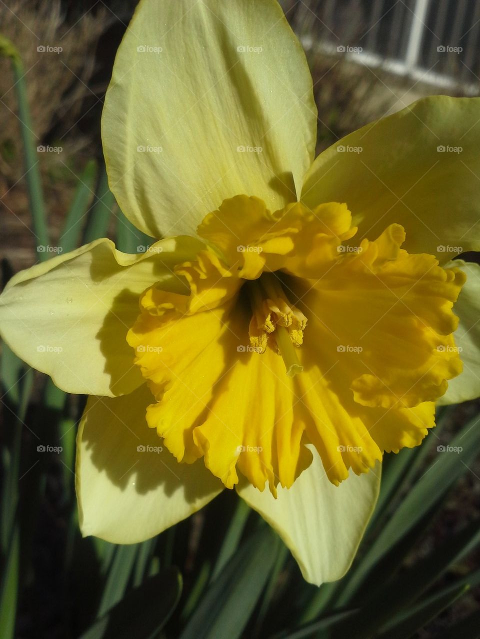 fancy daffodil 3