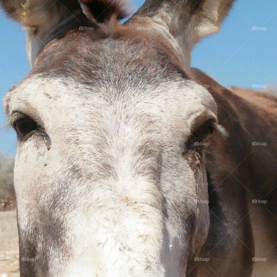 Head of donkey looking at camera.