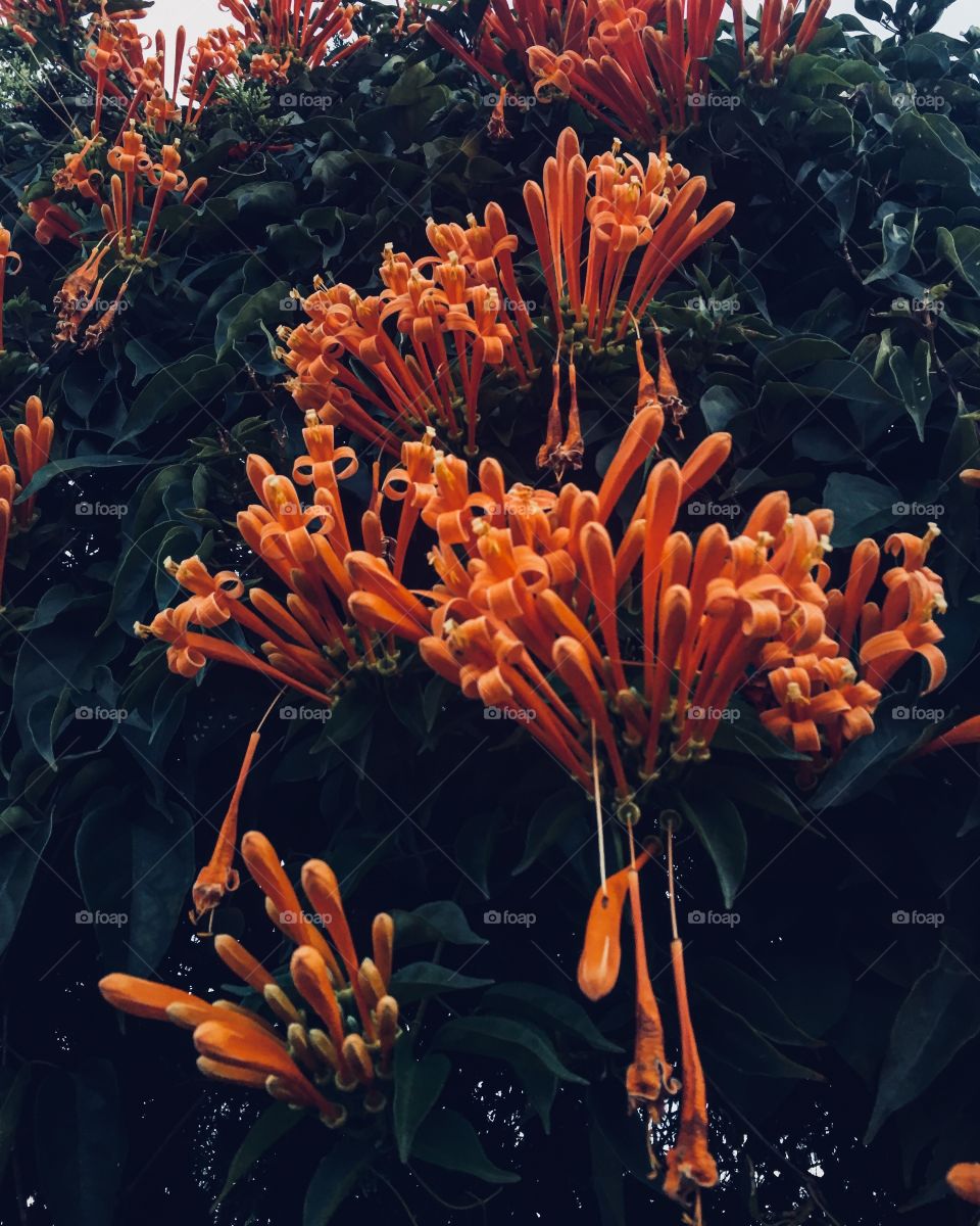 Honeysuckles bring happiness to your soul and sweetness to your tongue. Spring is here! 