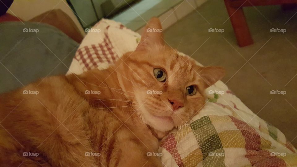 orange kitty relaxing