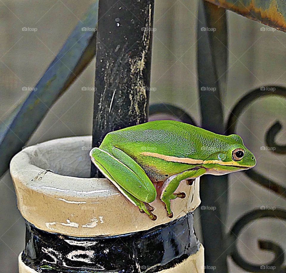 The American Green Frog coming out of his house - Green is a vibrant and eye-catching shade. It is a color you may use to make someone feel relaxed and calm or expand their imagination