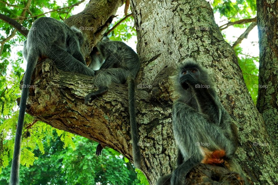 A family of monkeys having lunch on top of the tree