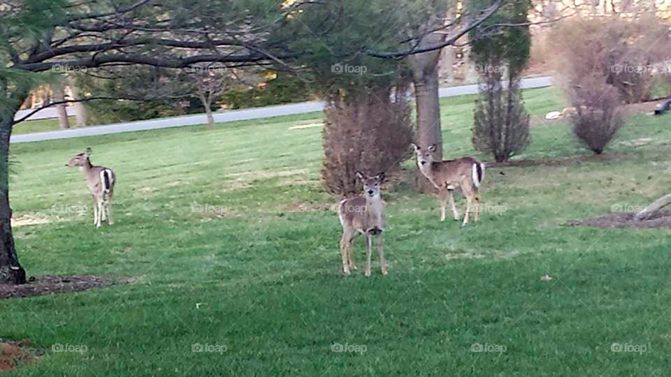 Deer in my front yard. They sneak in and love to feast on my hosta plants