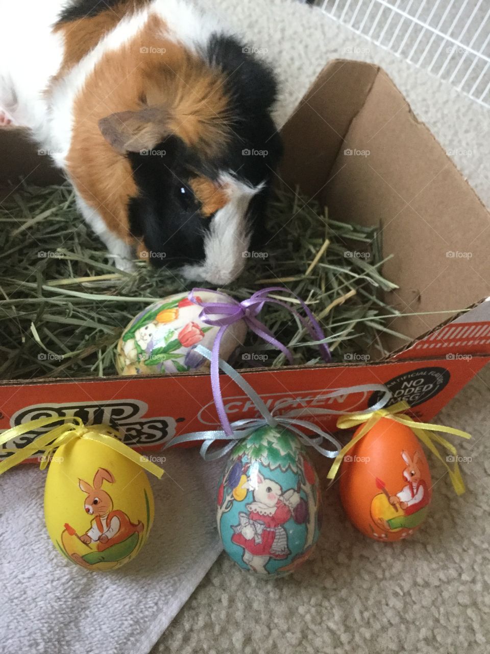 Easter, Egg, Nest, No Person, Celebration