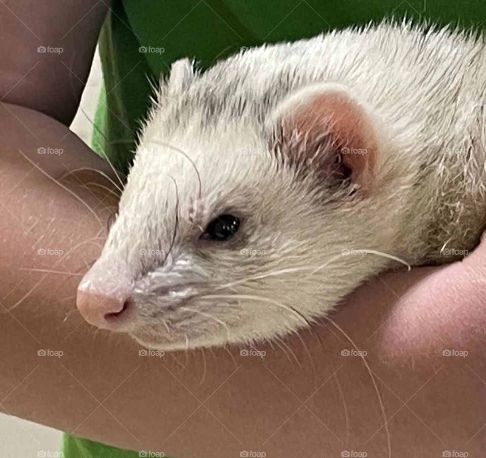 Close up of a Ferret being held by a young girl, taken on my iPhone 12
