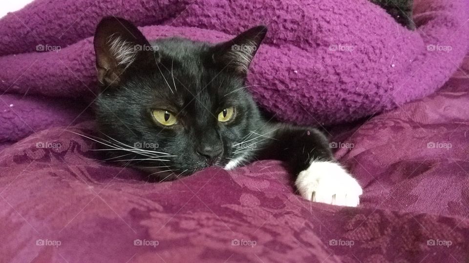 Cat hiding under duvet covers.